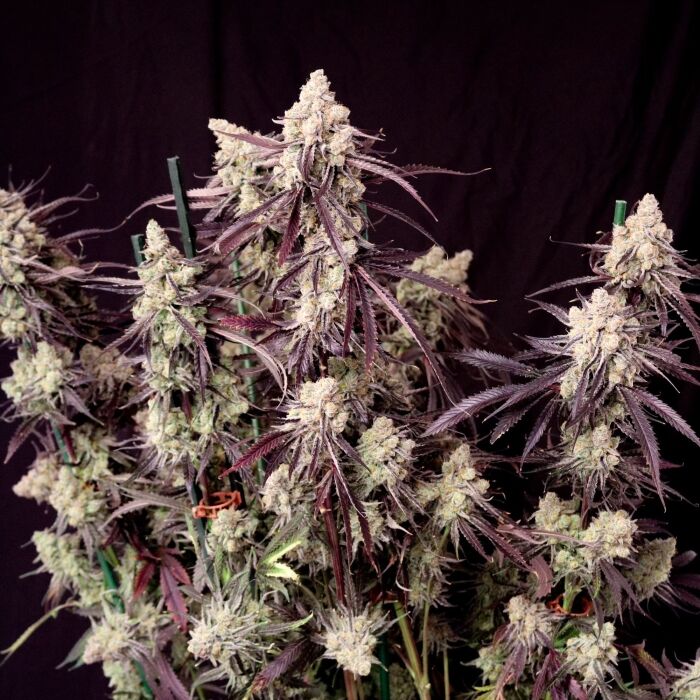 Lovin’ In Her Eyes – Straw-Lectric Lemonade