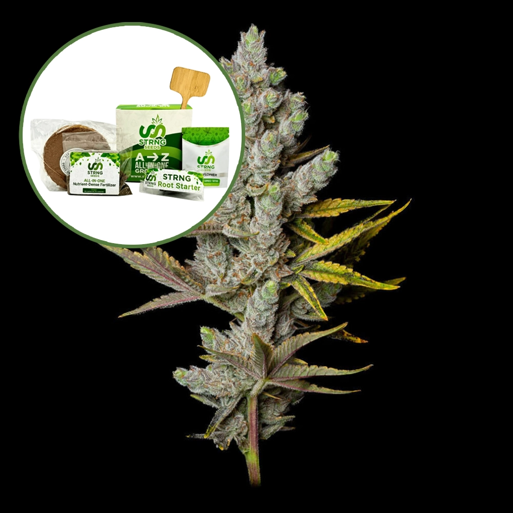 Member Berry Strain Grow Kit