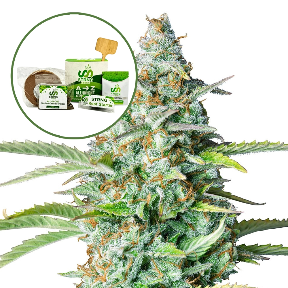 Northern Lights Strain Grow Kit