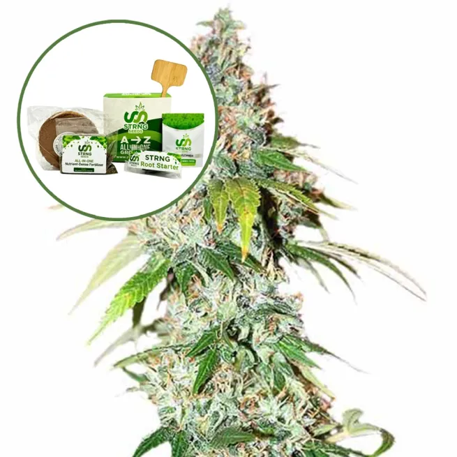 OG Kush Strain Grow Kit