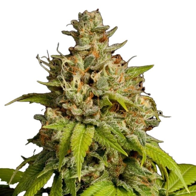 STRNG Seeds - Durban Poison