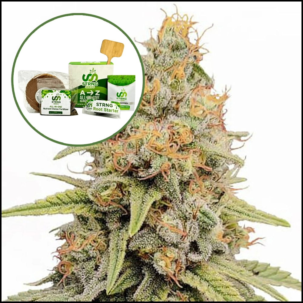 Strawberry Kush Strain Grow Kit