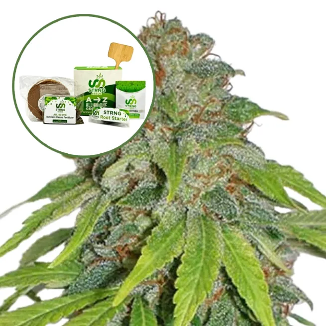 THCA Apple Jack Strain Grow Kit