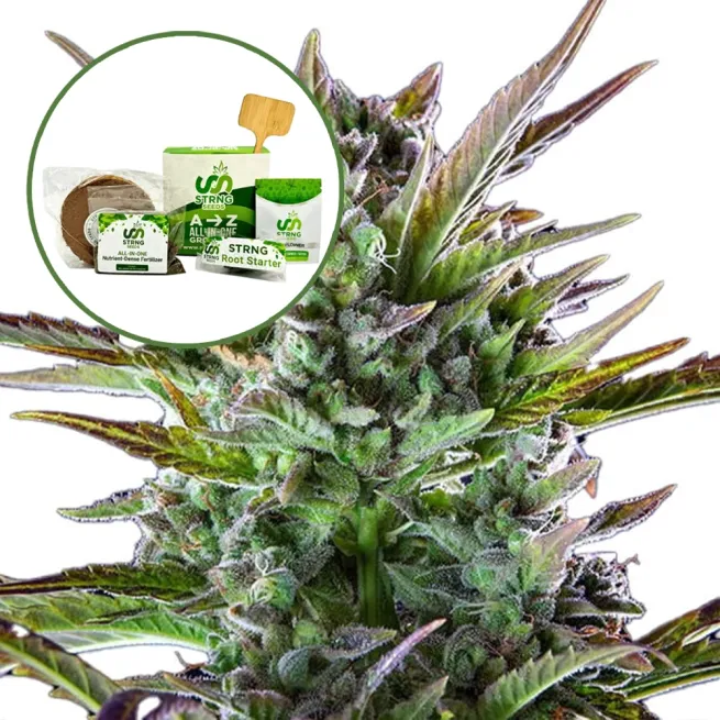 THCA Pineapple OG Strain Grow Kit