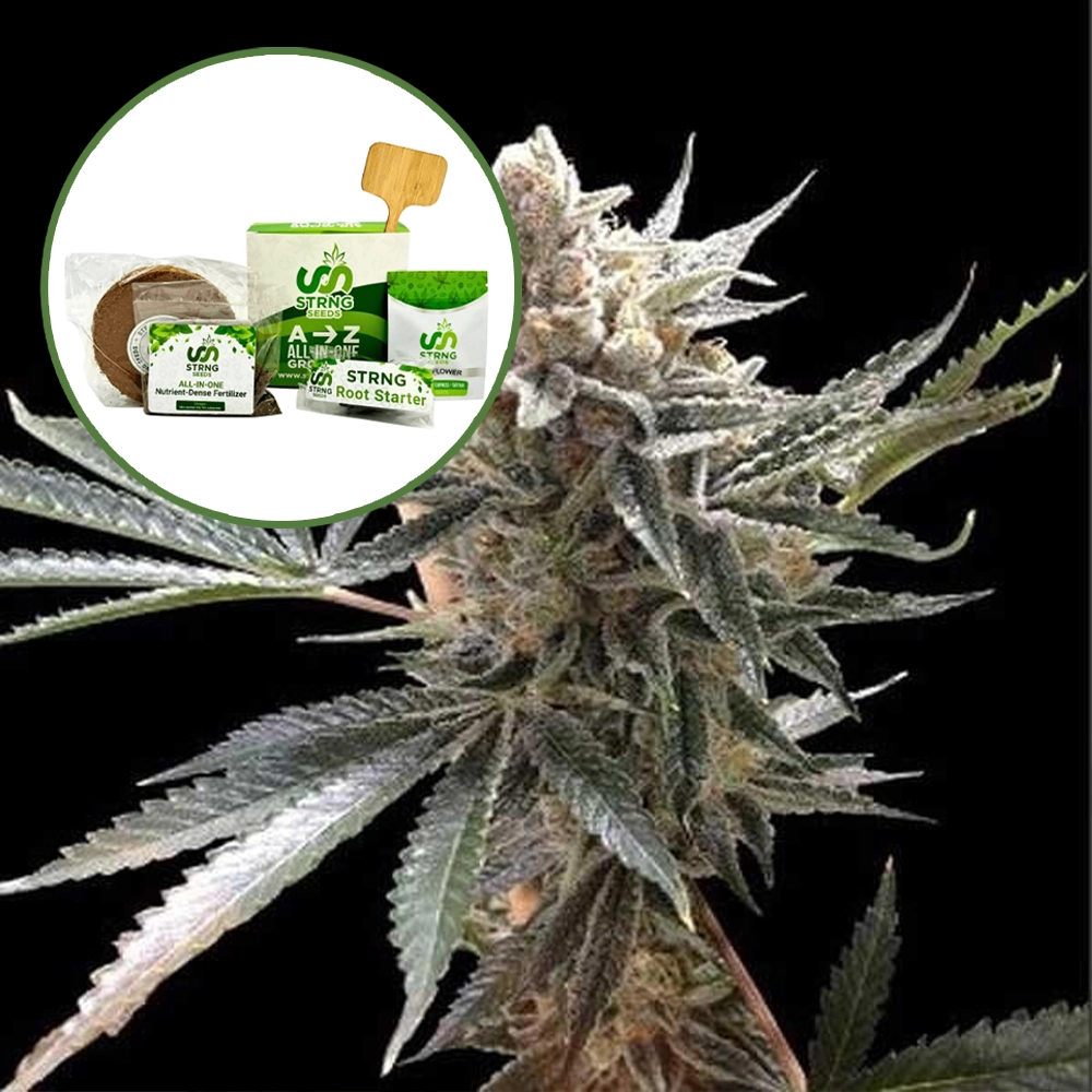 Tangie Strain Grow Kit