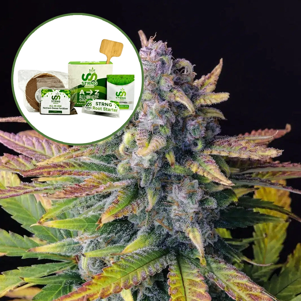 Tropicana Cookies Strain Grow Kit