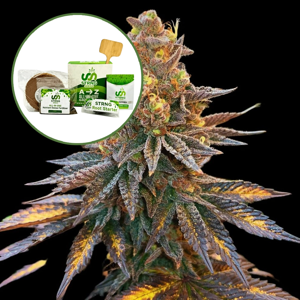 Banana Hammock Strain Grow Kit