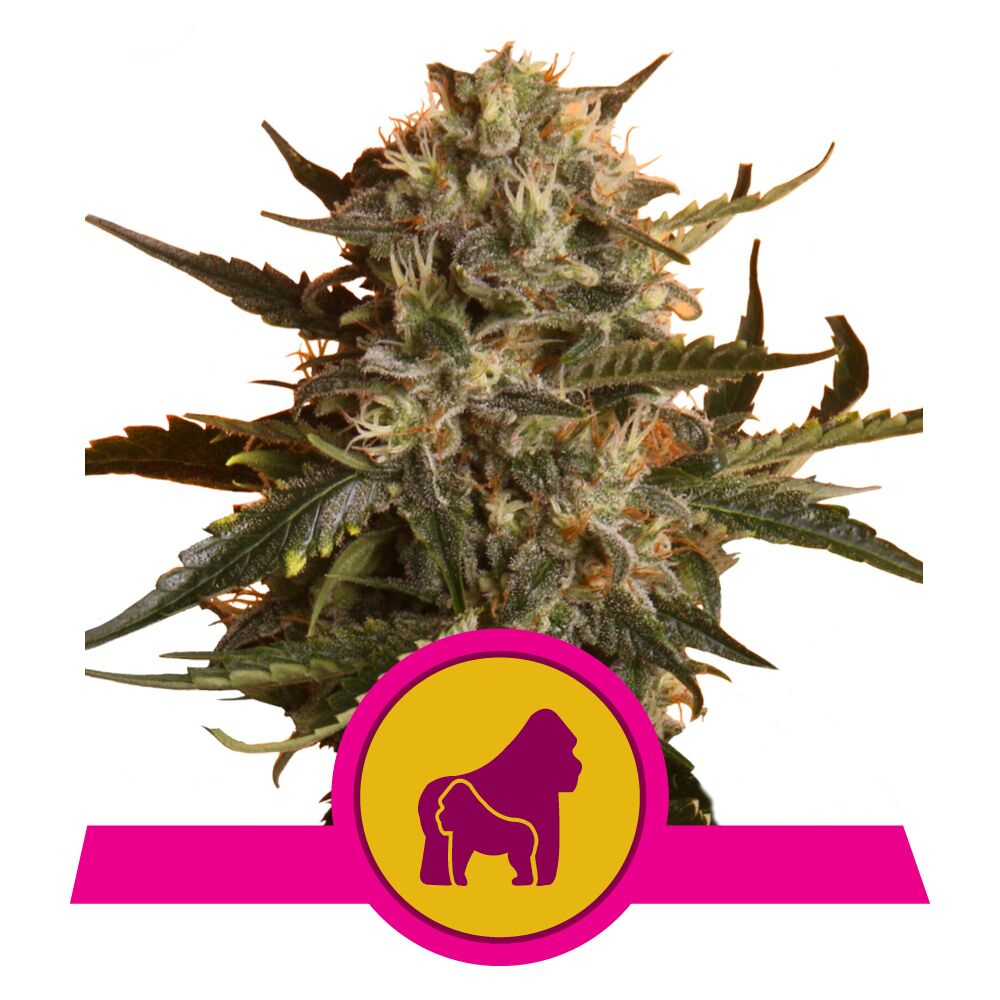 Mother Gorilla