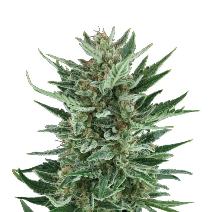Royal Cheese Auto - Image 3