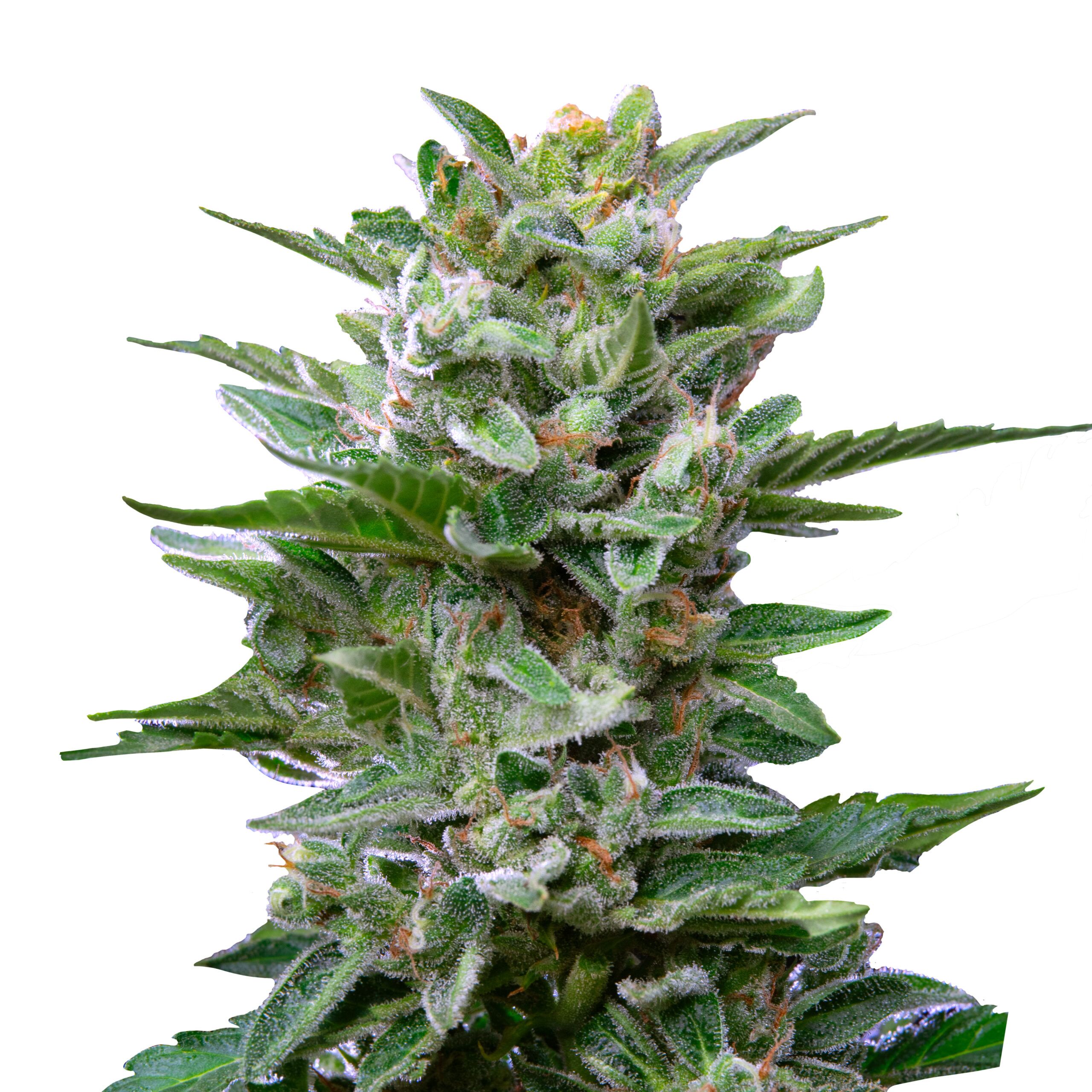 Stress Killer Auto - Image 3