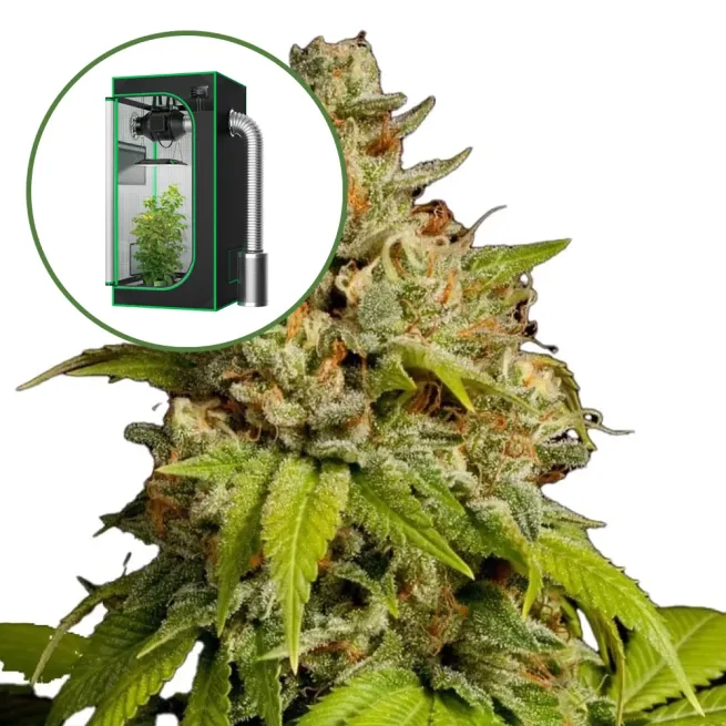 Durban Poison (THCA) Auto Platinum Indoor Grow Bundle