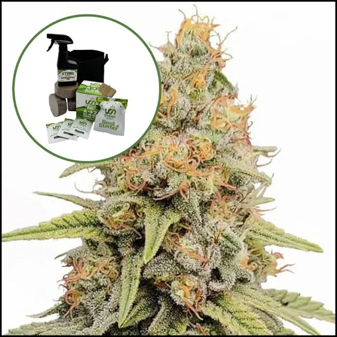 Strawberry Kush Auto High Yield Grow Kit