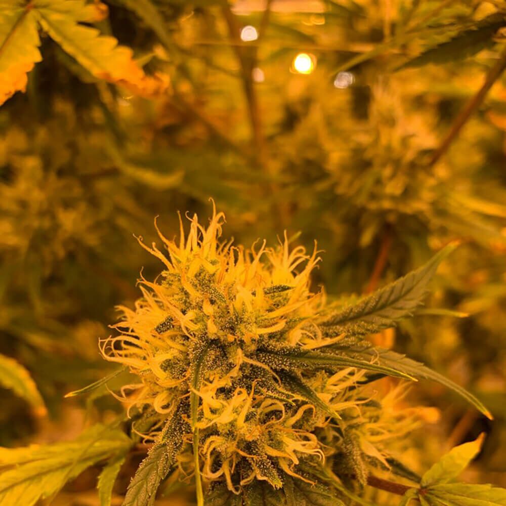 STRNG Seeds – Cherry Cheesus