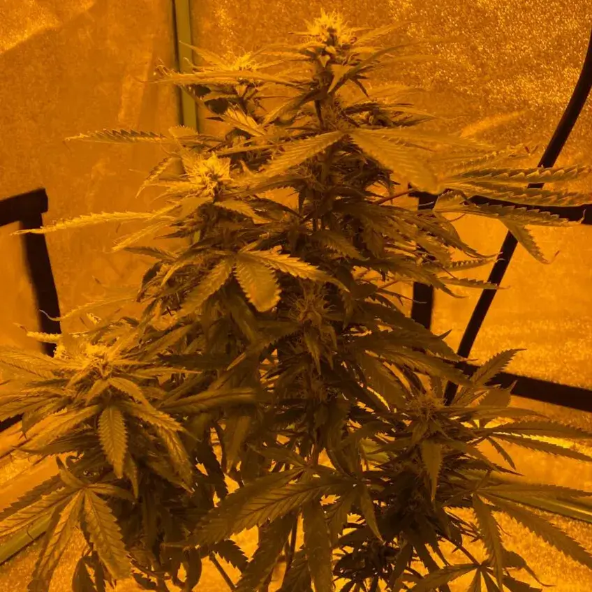 Lava Cake Auto