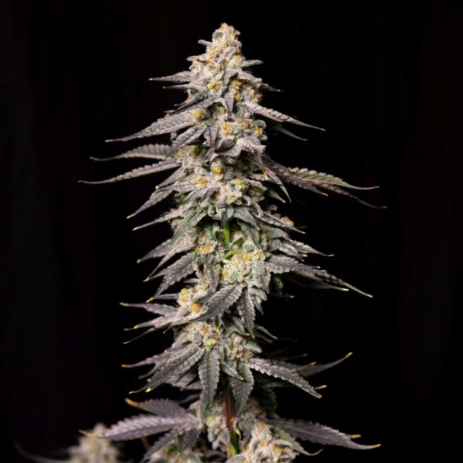 Lovin’ In Her Eyes – Roseberry