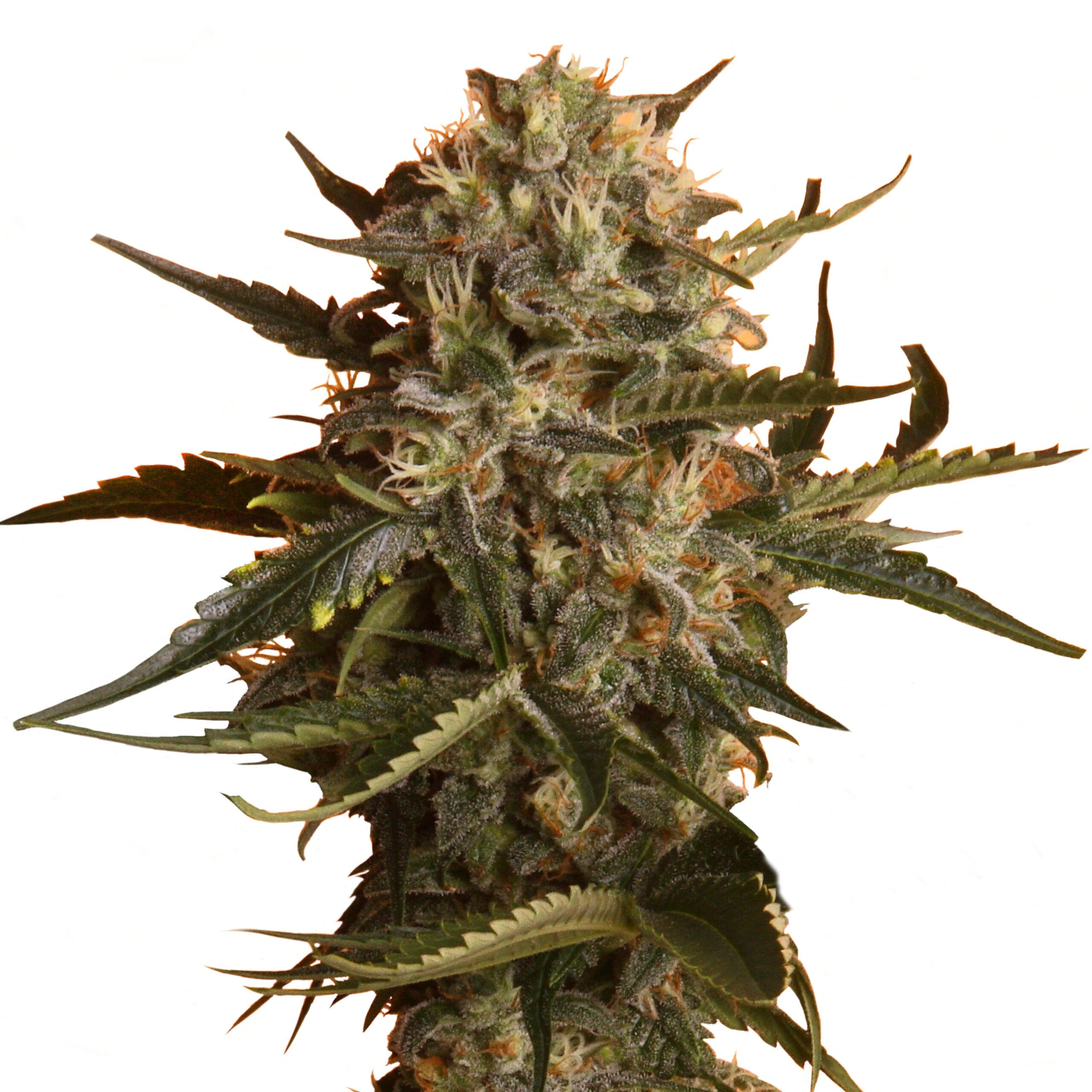 Mother Gorilla Plant