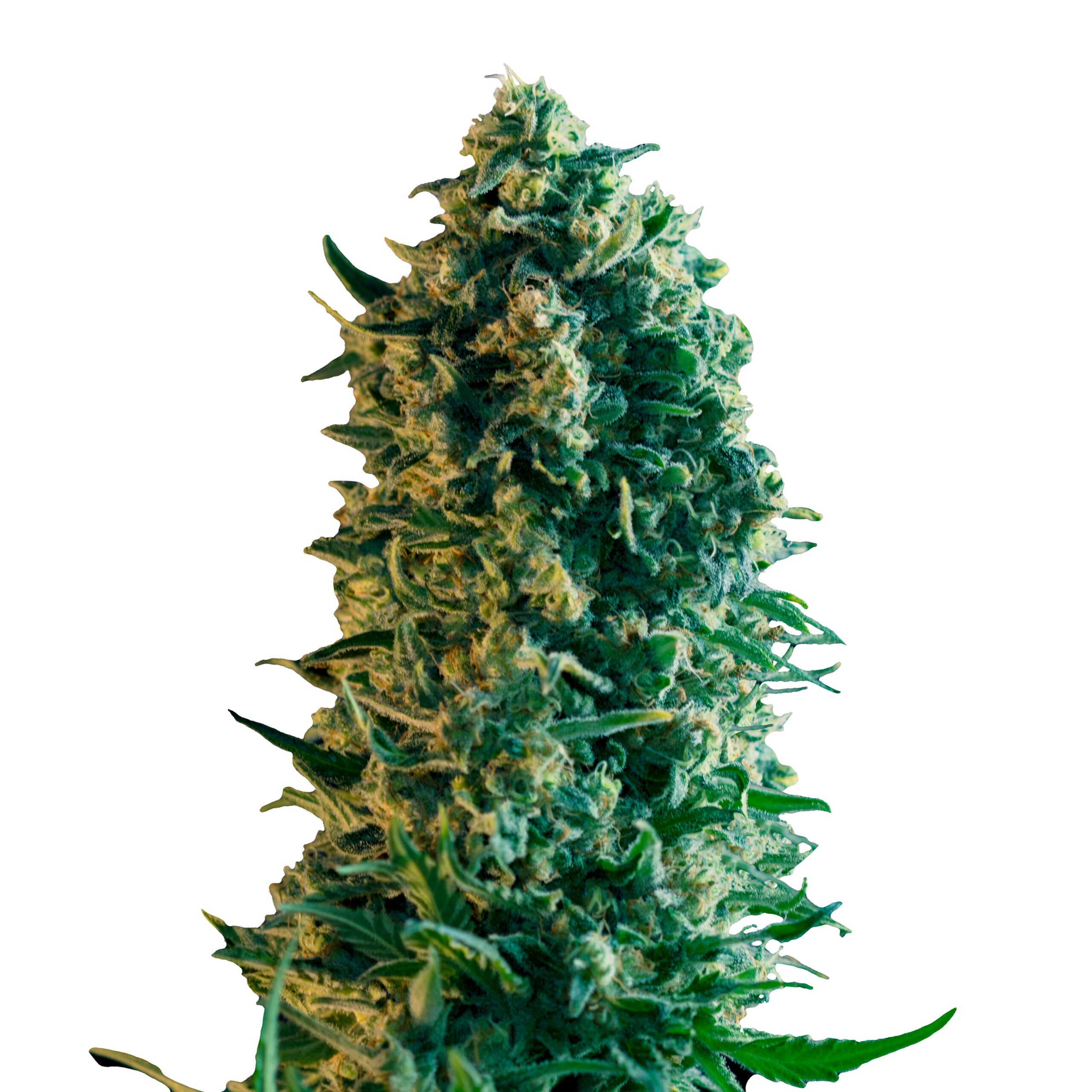 Royal Medic - Image 3