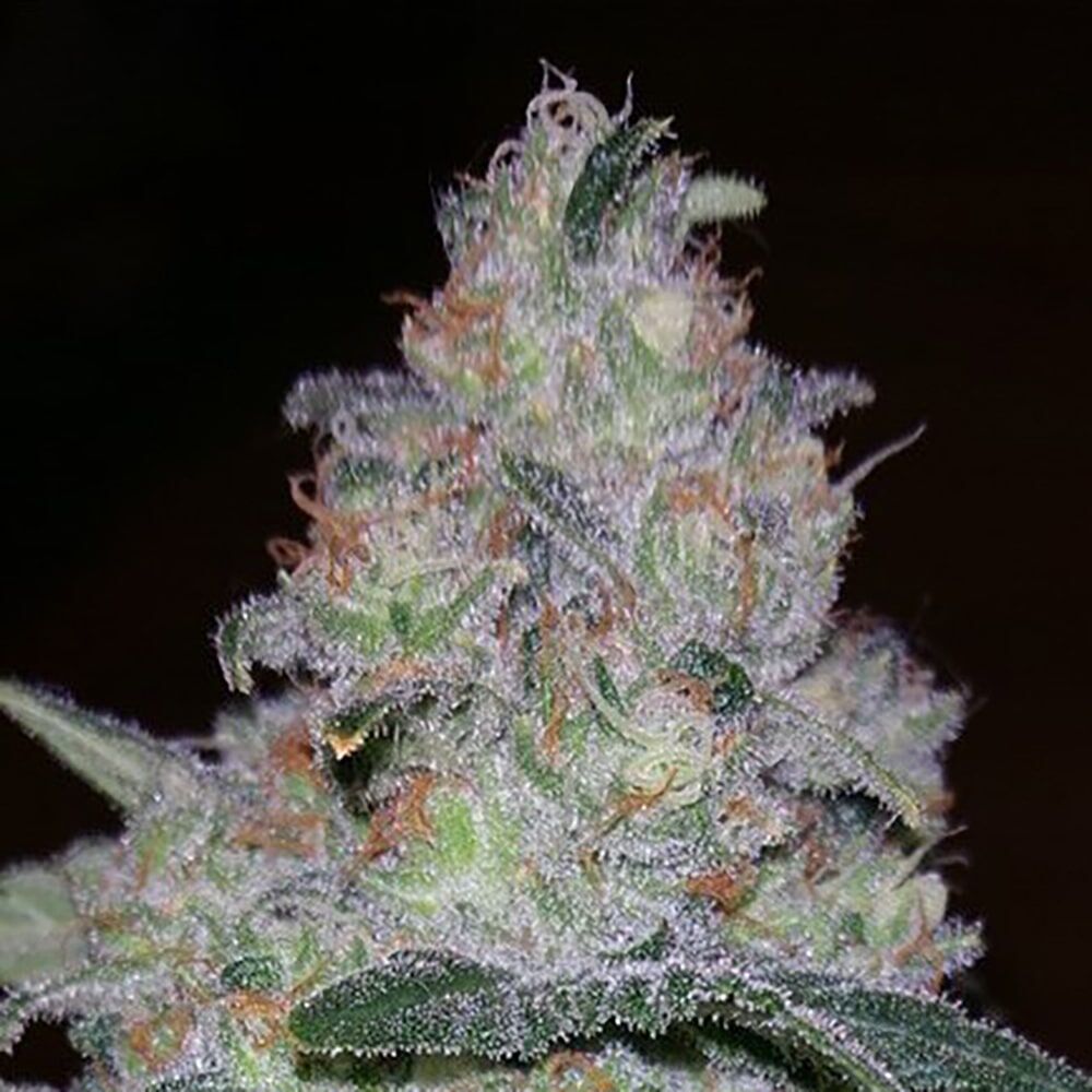 STRNG Seeds – Supernova