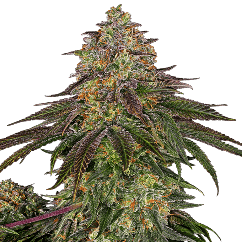 STRNG Seeds – Sweet Kush