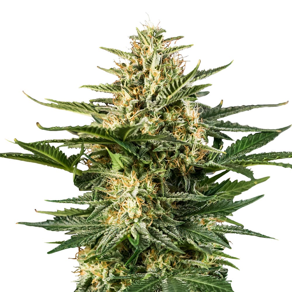 STRNG Seeds - Green Gelato Auto