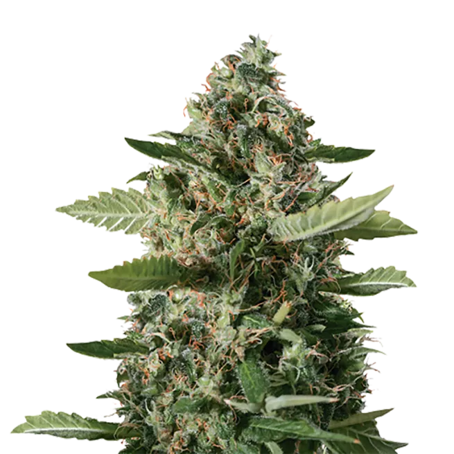 STRNG Seeds – East Coast Sour Diesel