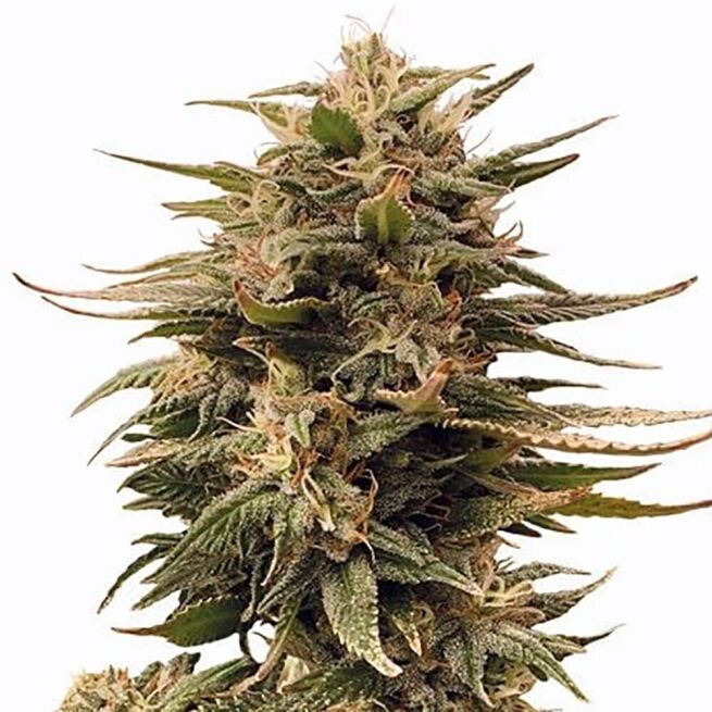 STRNG Seeds – Harlequin