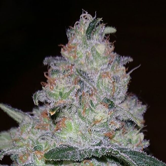 STRNG Seeds – Supernova