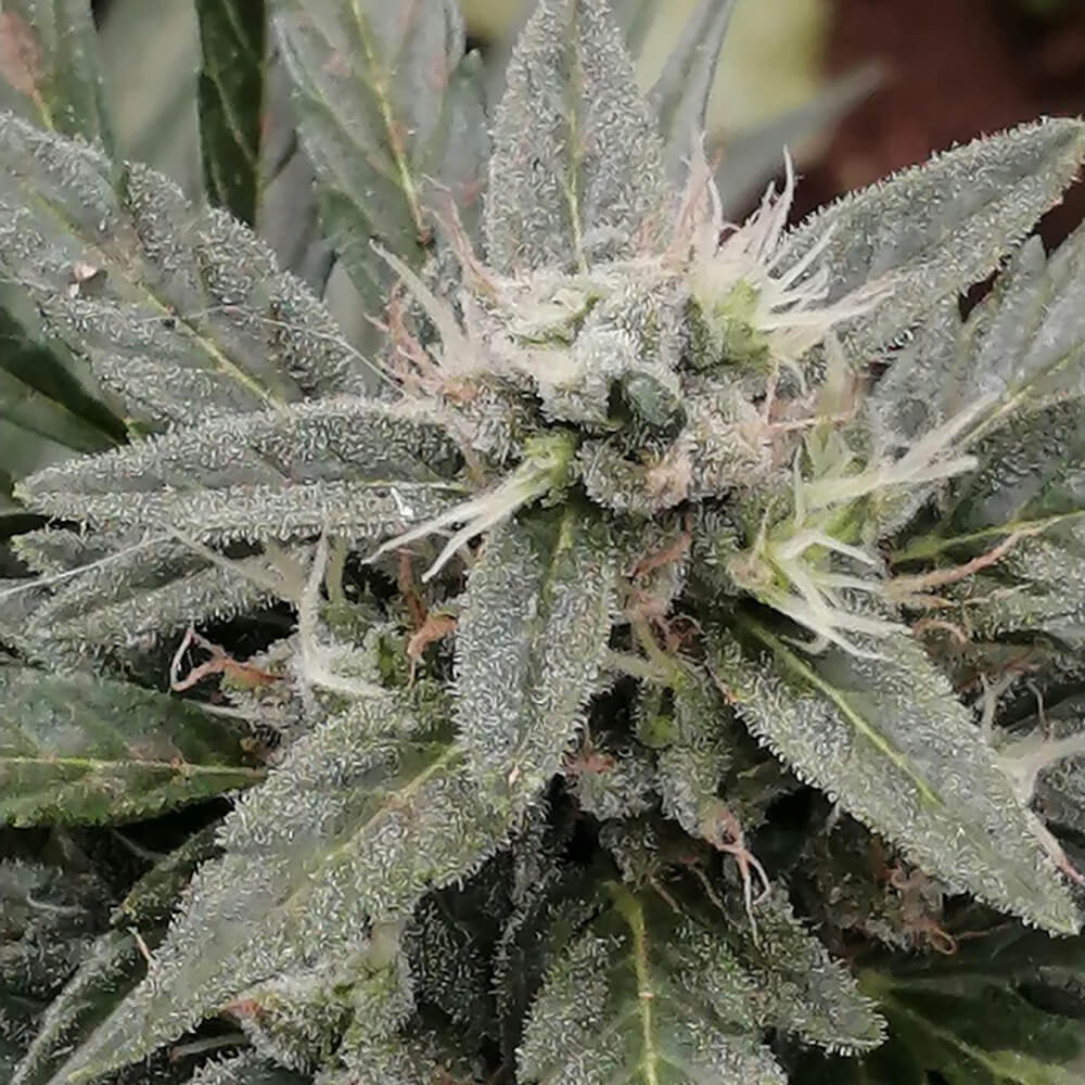 STRNG Seeds – Cookies x Blood Cherry