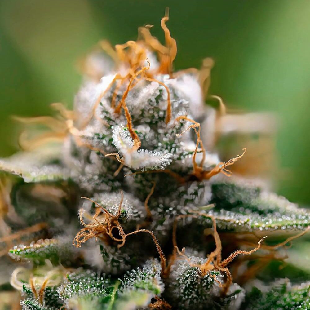 STRNG Seeds – Gorilla Glue x Skywalker OG