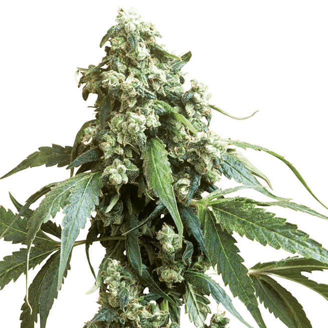 STRNG Seeds – Jack Flash