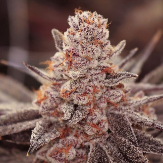 Lovin’ In Her Eyes – Boardwalk Bubba