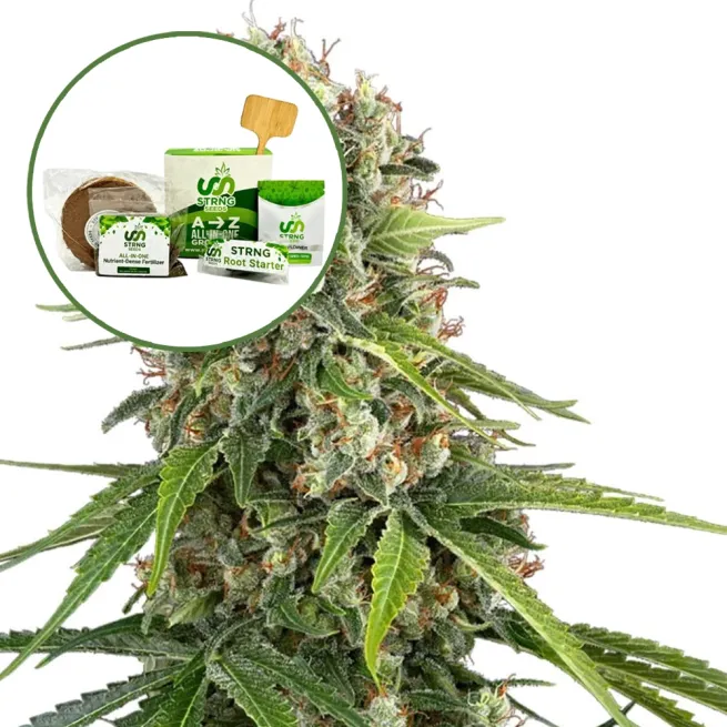 Blue Sunset Strain Grow Kit