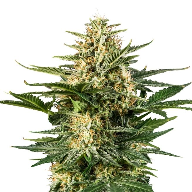 STRNG Seeds - Green Gelato Auto