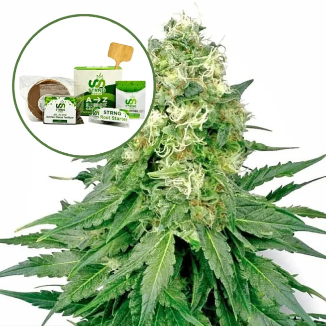 White Rhino Strain Grow Kit