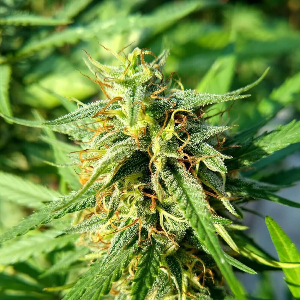 STRNG Seeds – Purple Hash Berries