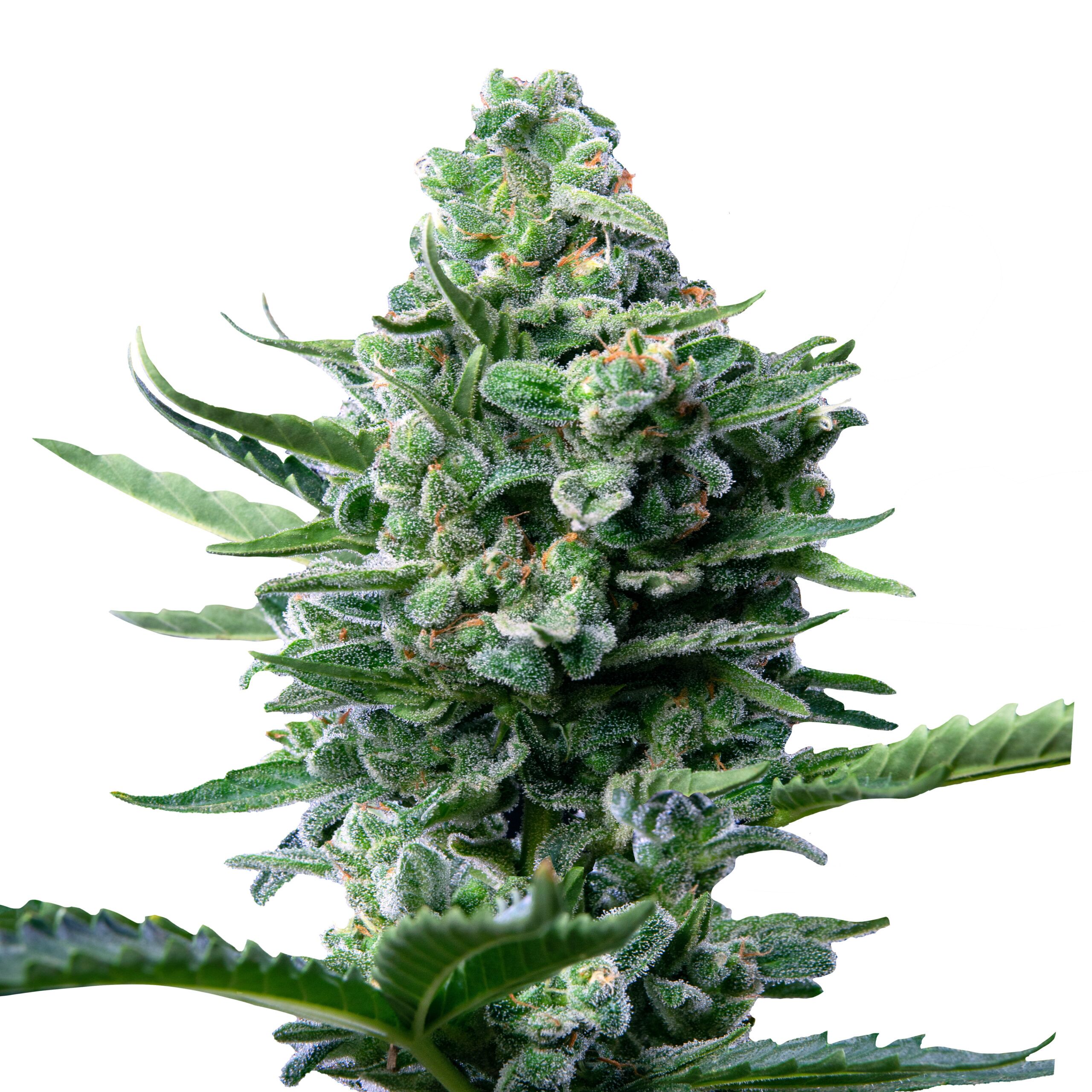 Royal Jack Auto - Image 3