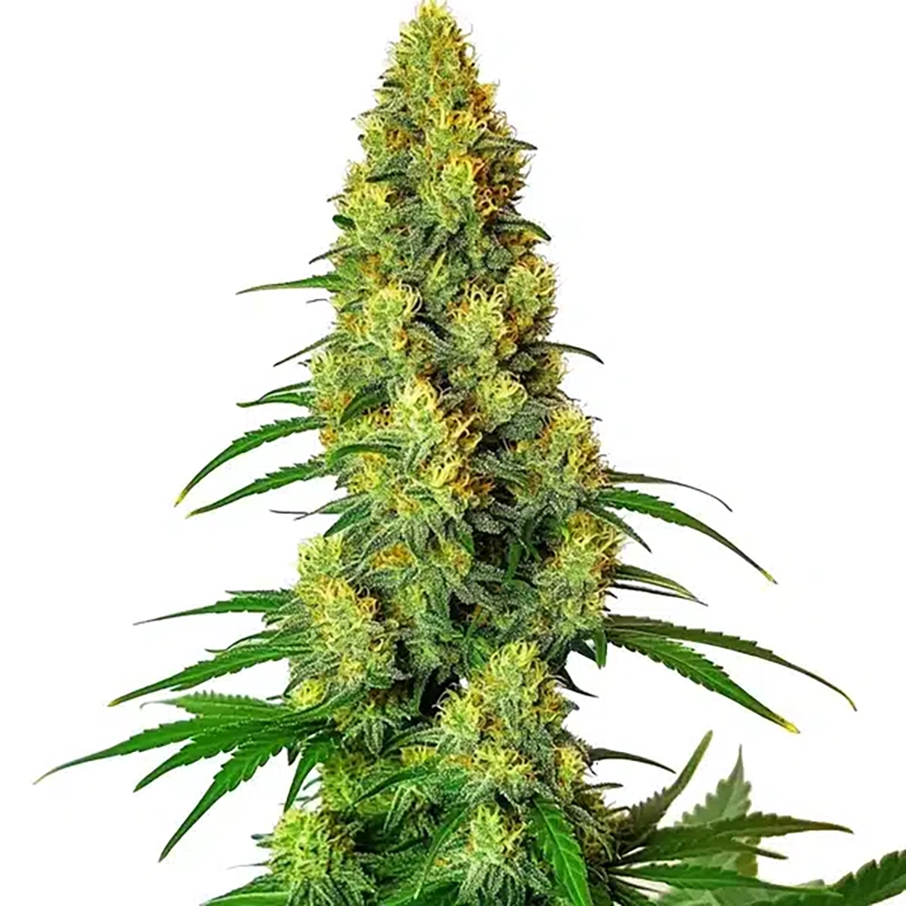 STRNG Seeds – AK-48