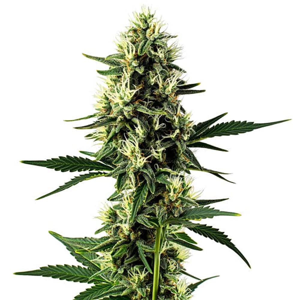 STRNG Seeds – Aurora Indica