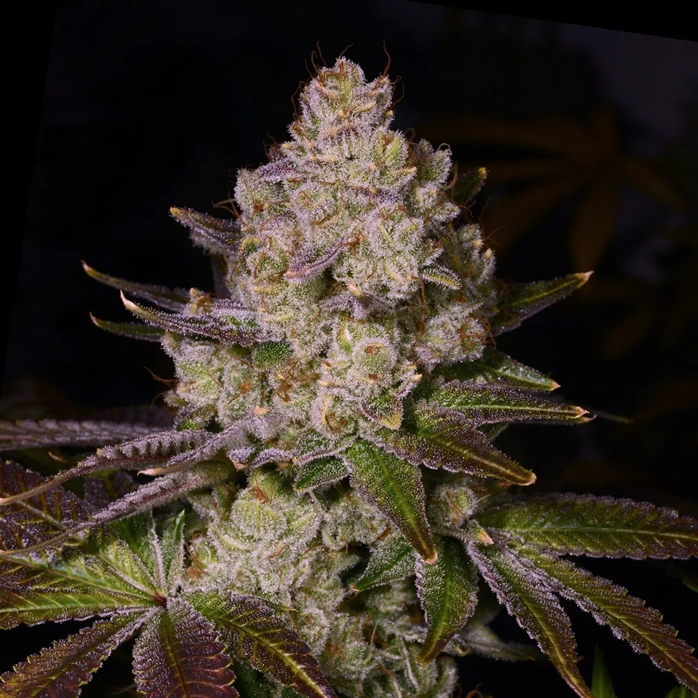 STRNG Seeds – Berry Pie