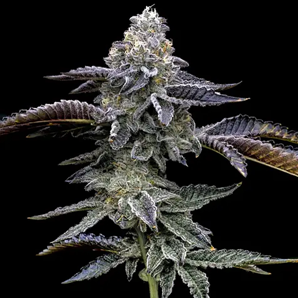 STRNG Seeds – Blue Dream Haze