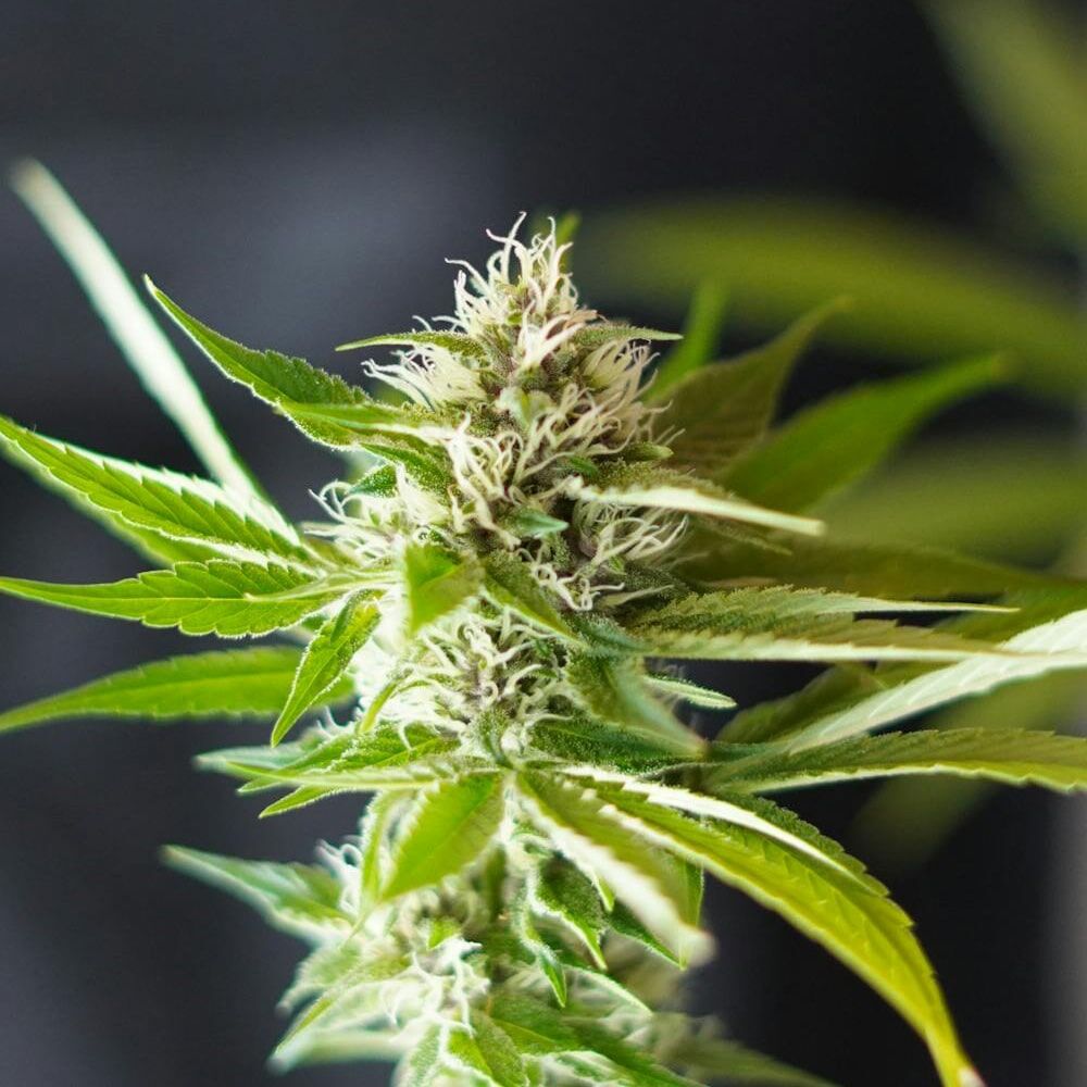 STRNG Seeds – Blue Dream x Northern Lights