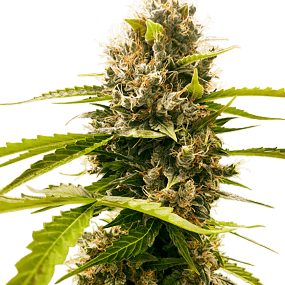 STRNG Seeds – Fat Cheetah