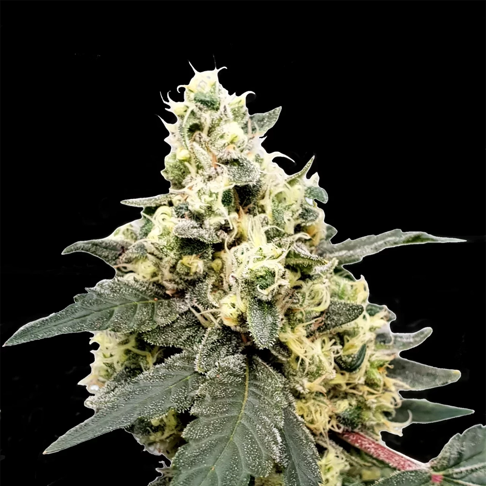 Lemonade – STRNG Seeds