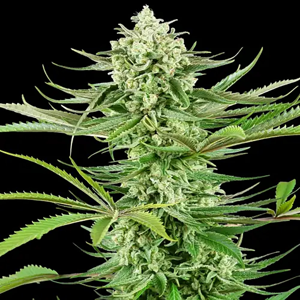 STRNG Seeds – Malibu OG