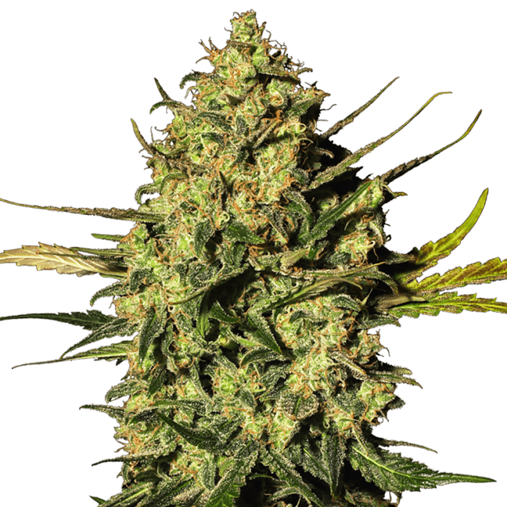 STRNG Seeds – Master OG