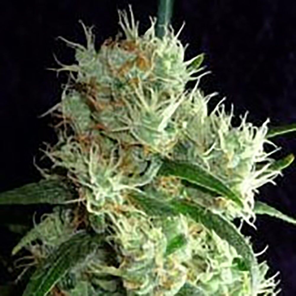 STRNG Seeds – Outer Space