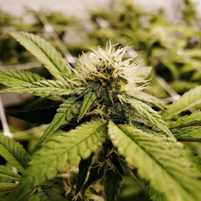 STRNG Seeds – Pineapple Express x Super Lemon Haze