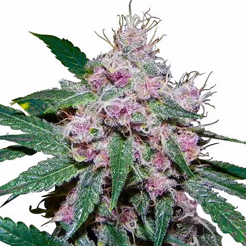 STRNG Seeds – Purple Afghani