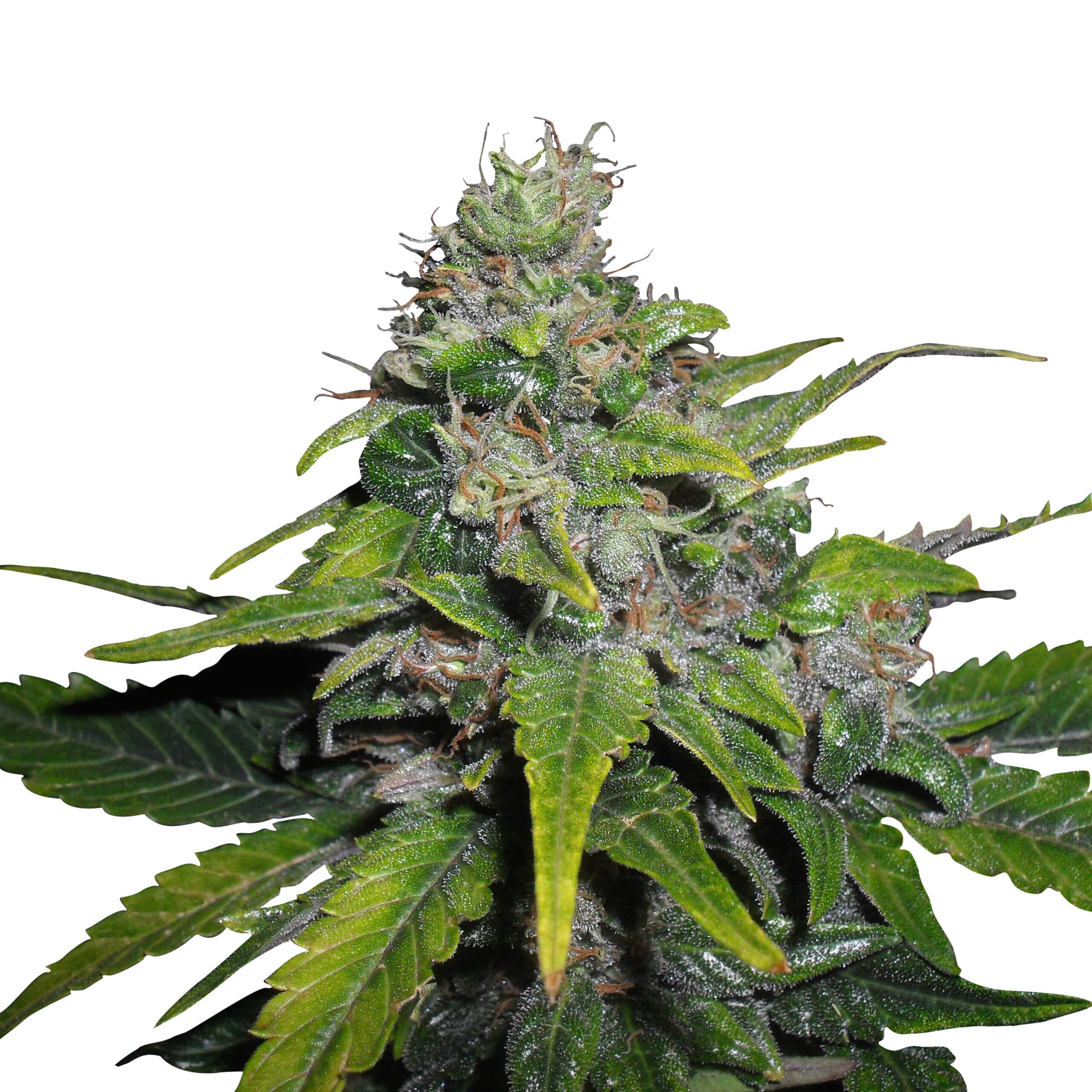 Royal THCV - Image 3