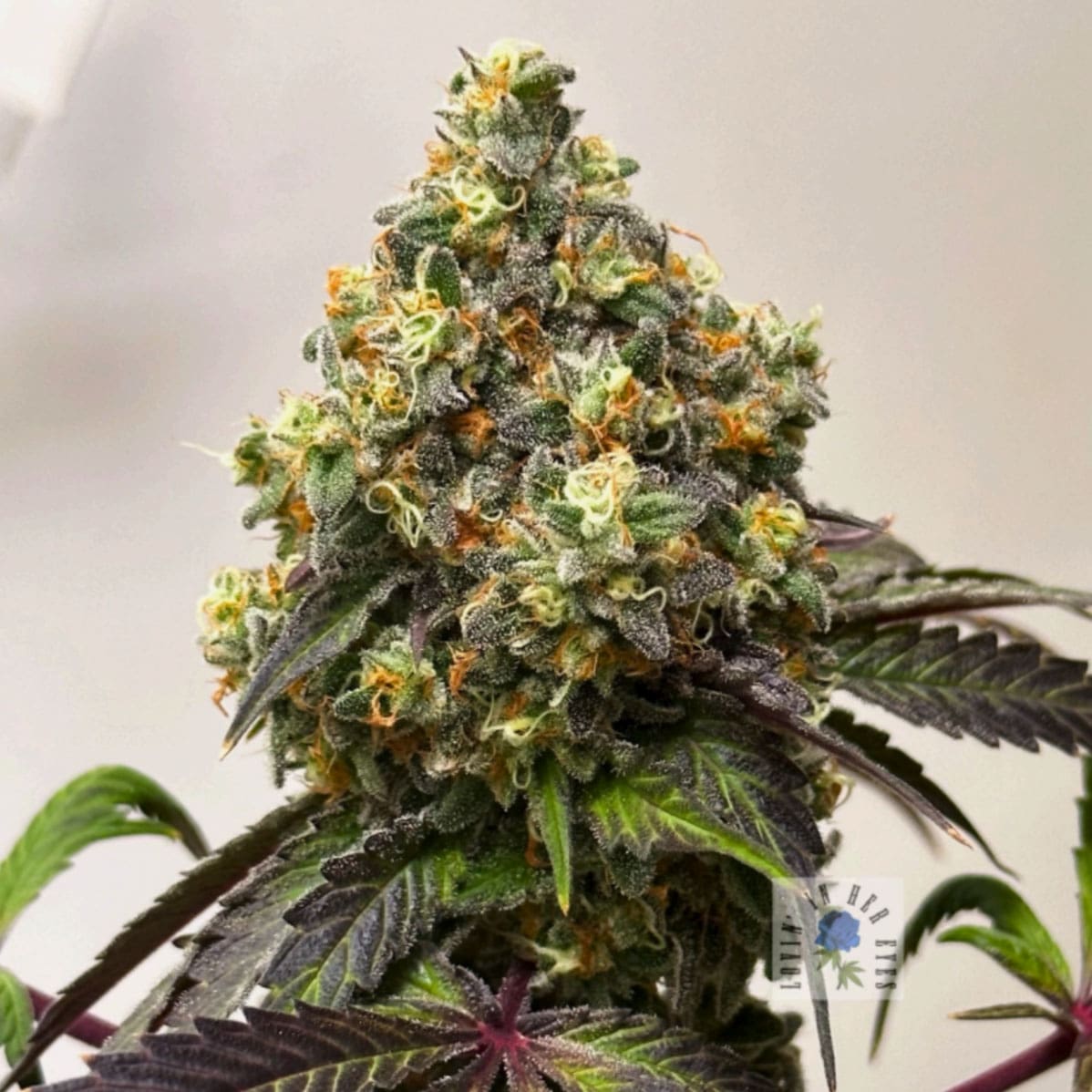 Lovin’ In Her Eyes – Kashmir Pine